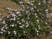 Malcolmia flexuosa 2, Saxifraga-Willem van Kruijsbergen